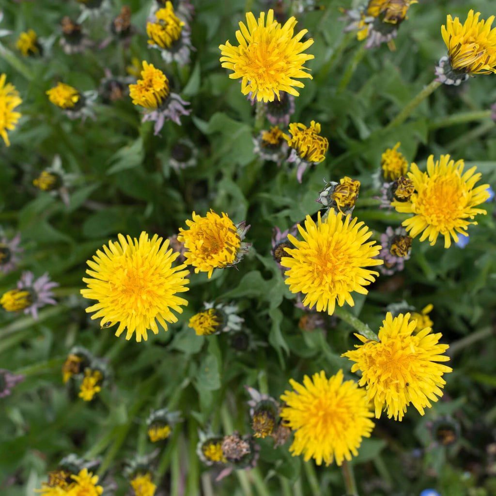 Dandelion Extract